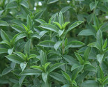 500 Seeds Summer Savory Seeds Fresh Fast Shipping - $8.99