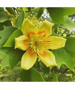 1 Tulip Poplar Tree In A Quart Container Plant Garden - $76,185.07 MXN