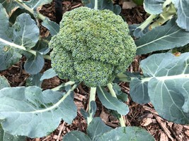 Organic Green Sprouting Calabrese Broccoli Plant Seeds - $4.99