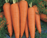 1100 Danvers Carrot Seeds Non - Gmo Fast Shipping - £7.22 GBP