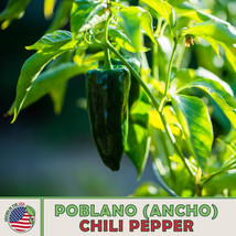 50 Seeds Poblano Ancho Chili Pepper Heirloom Seeds Quick Sprout Garden Joy - £6.44 GBP