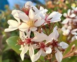 Indian Hawthorn Rhaphiolepis Indica 50 Seeds - $5.99