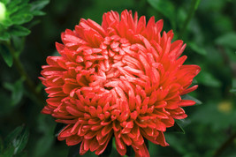 30 Double Scarlet Paeony Aster Red Peony Callistephus Flower Seeds Fresh Seeds F - $14.60