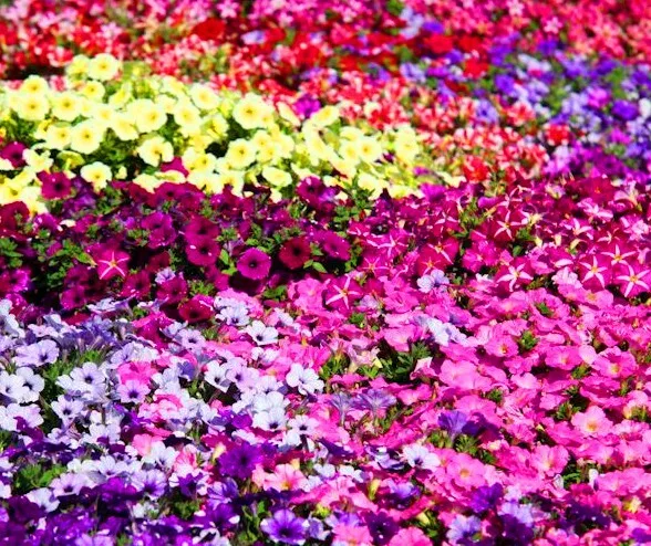 KingStore 200 Petunia Mixed Colors Fresh Planting Seeds - €8,18 EUR