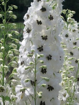 50 Delphinium White Magic Fountain Aka Larkspur Perennial Flower Seeds G... - $12.23