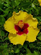 1 Live Plant Exotic Yellow Hibiscus Well Rooted Live Plant 3 To 5 Inches Tall - £16.75 GBP