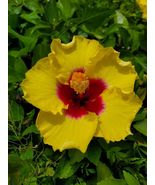 1 Live Plant Exotic Yellow Hibiscus Well Rooted Live Plant 3 To 5 Inches... - £16.51 GBP