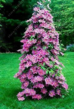 100 Seeds Clematis Seeds Flowers Clematis Vine Seeds Perennial Flower Seeds Clim - £7.83 GBP