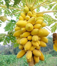 PPA 25+ Guinea Gold Papaya Seeds For Garden Planting - USA - Fast Shipping! - £5.81 GBP