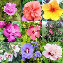 50 Seeds Mix Mixed Colors Rose Of Sharon Hibiscus Syriacus Flower Tree Bush - £13.59 GBP