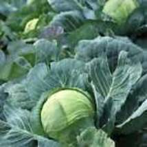 Copenhagen Market Cabbage Seeds - Organic - Non Gmo - Heirloom 10 Seeds - £8.74 GBP