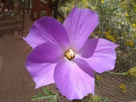 Alyogyne Huegelii Blue Hibiscus 20 Seeds USA Seller Garden Fresh - £13.67 GBP