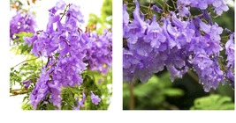 15+” Tall Plant Tree Jacaranda Brazilian Live Blue Purple Flowering Gift - £65.11 GBP