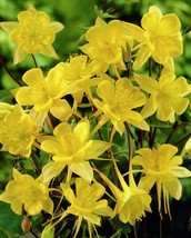 200 Seeds Sunshine Yellow Columbine Aquilegia Perennial Flower R API D Heirloom Gr - $8.35