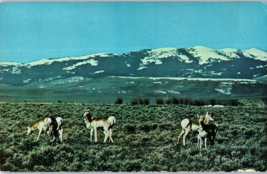 The Pronghorn Antelope New Mexico Postcard - £5.43 GBP