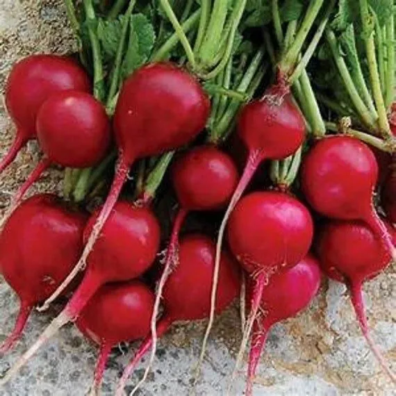 50 Dark Red Detroit Beet Seeds Organic Edible Vegetable Non Gmo Roots Fr... - $11.98