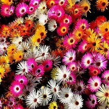 US Seller 2000 Seeds Daisy Ice Plant Livingstone Dwarf 5&quot; Drought Tolerant  - £8.12 GBP