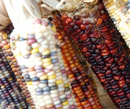 KKG Rainbow Popcorn Mix Open Pollinated Corn Seeds Fresh Garden - $7.89