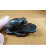TNE-FRO-2) brown FROG on leaf amphibian TAGUA NUT Figurine frogs - $54.86 CAD