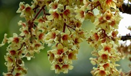 Sterculia Villosa Elephant Rope Treehairy Sterculia Sardol Udal 5 Seeds Gardenin - $23.90