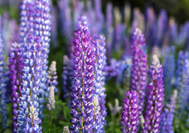 HS 100 Perennial Lupine Blue Violet Lupinus Perennis Wild Sundial Purp F... - £2.70 GBP