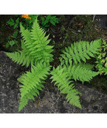 5 LADY FERNS rhizomes bare root - €7,82 EUR