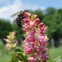 20 Pink Summersweet Bush Clethra Alnifolia Rosea Fragrant Flower Shrub Seeds New - $14.90