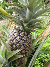 Live plant edible fruit Ananas comosus Pineapple Plant &#39;Kona Sugarloaf&#39; - £23.94 GBP