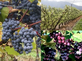 Variety Size Seeds Wine Grape Vitis vinifera Vine Edible Fall Color Hard... - £13.50 GBP+