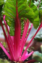 Magenta Swiss Chard Seeds Colorful Salad Fresh Fast Shipping - $5.20 CAD