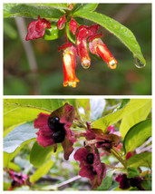 25 Twinberry Honeysuckle Lonicera Involucrata Shrub Yellow Red Flower Seeds Fres - $8.00