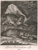 ca 1740 Original Steel Engraving Den Raub Verzehrender Tiger Leopard Nature - £150.73 GBP