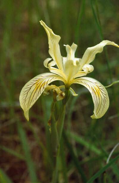 PSA Iris Bracteata Siskiyou Iris 8 Seeds Fast Grow - $14.60