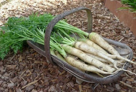 Simple Pack 500 Seed Vegetable Carrot Lunar White - £6.21 GBP