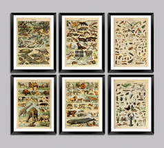 Adolphe Millot Pósters: Animal, Reptil, Insecto, Pez, Francés Nature Estampados - £5.72 GBP+