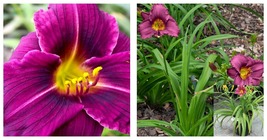 Hemerocallis Plum Perfect Purple Deep Purple Flower Dayli Live Plant - £43.44 GBP