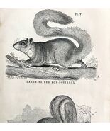 Fox Squirrels Victorian 1856 Animals Art Plate Print Antique Nature DWT15 - $39.99