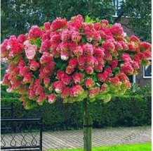 20 Seeds Vanilla Strawberry Hydrangea Flower Seeds Red Rose Red White Flowers Fr - £4.71 GBP