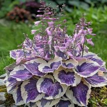 Beautiful Hosta Bonsai, Perennials Lily Flower Shade Hosta Flower Grass - $5.99