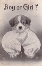 Boy Or Girl? Puppy Dog 1910 Lacygne Kansas Ft. Scott Postcard D42 - £2.38 GBP