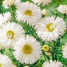 10 Perennial Aster &#39;Bridal Veil&#39; Organic Live Plants Flowers Herbs Vintage - $69.00