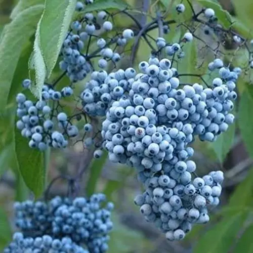 Fresh Blue Elderberry Seeds 50 Seeds To Plant Sambucus Caerulea Non Gmo Seeds Ga - £15.67 GBP
