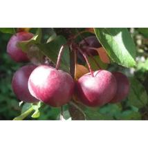25+ Laura Crabapple Seeds – Hardy Ornamental Flowering Tree - $16.50