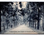 Forest of Pines Sete Citades St Michael&#39;s Azores Portugal UNP DB Postcar... - $5.89