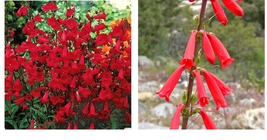 300 Seeds! Penstemon EATON&#39;S Red Hummingbird Perennial Beardtongue  - £21.13 GBP