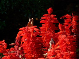 Sage Scarlet 500+ Seeds | (Salvia Coccinea) Medicinal Herb Wildflower - £6.30 GBP