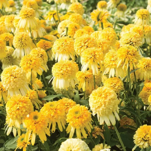 Fresh 50 Double Yellow ConeFlowerds Flower Perennial Flowers Se - £9.25 GBP