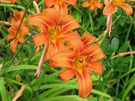 10 WILD DAYLILY fans/root systems image 4