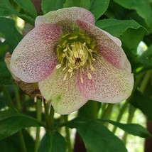 1 pcs Winter Queen Lenten Rose Live Plant 2.5 Quart Helleborus Winter Rose - £56.61 GBP