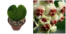 Hoya Kerri Sweetheart Waxplant Easy to Grow Houseplant 2&quot; Pot Live Plant... - £42.29 GBP
